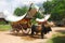 Bullock cart ride