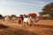 Bullock carts transport local people and tourists