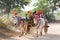 Bullock carts transport local people and tourists