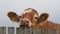 Bullock looking over fence