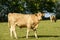 Bullock pasturing in Devon countryside near North Bovey