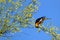 Bullock's Oriole, Icterus bullockii