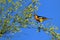 Bullock\'s Oriole, Icterus bullockii