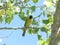 Bullock`s Oriole Perched on a Branch