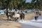 A bullock team move along the beach at Arugam Bay to collect baskets of fish.