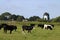 Bullocks in field with old mill in background