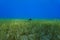 Bullray flying over the sea bed of grass