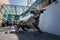 Bullring& x27;s Dynamic Bull Statue Basks in Birmingham, UK Sunshine