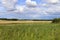 Bullrushes and barley