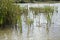 Bullrushes on a lake