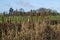 Bullrushes Malvern Hills Malvern Worcestershire