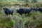 Bulls in the Camargue Natural Park