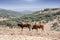 Bulls in countryside, Andalusia