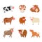 Bulls cows farm animal character vector illustration cattle mammal nature wild beef agriculture.