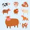 Bulls cows farm animal character vector illustration cattle mammal nature wild beef agriculture.