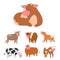 Bulls cows farm animal character vector illustration cattle mammal nature wild beef agriculture.