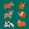 Bulls cows farm animal character vector illustration cattle mammal nature wild beef agriculture.