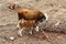 Bulls and cows graze in a forest clearing in northern Israel