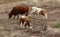 Bulls and cows graze in a forest clearing in northern Israel