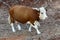 Bulls and cows graze in a forest clearing in northern Israel