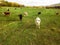 Bulls and cows graze on pasture in autumn.cattle in field. livestock and farming