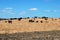 Bulls in field, Medina Sidonia, Spain.