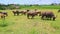 Bulls Flock Grazes on Green Grass against Village