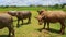 Bulls Flock Grazes on Green Grass Tropical Meadow