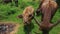 Bulls Flock Grazes on Green Tropical Meadow on Daytime