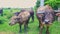 Bulls Flock Grazes on Green Tropical Meadow on Daytime