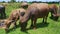 Bulls Flock Grazes on Green Tropical Meadow on Daytime