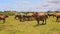 Bulls Flock Look and Go away on Green Grass against Village