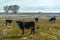 Bulls on a grassland with snow on a sunny day