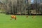 Bulls graze on a green meadow, nature.