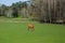 Bulls graze in the Park. Portugal. Nature.