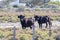 Bulls grazing in a meadow in the Camargue