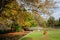 Bulls Laying in Grass in Colourful Park