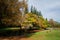 Bulls Laying in Grass in Colourful Park