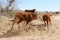 Bulls running in Mohave desert.
