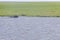 Bulls swimming in lake on a farm in Lagoa do Peixe National Park