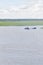 Bulls swimming in lake on a farm in Lagoa do Peixe National Park