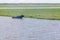 Bulls swimming in lake on a farm in Lagoa do Peixe National Park