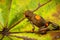 Bullseye poison dart frog, Oophaga histrionica