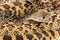 Bullsnake Closeup