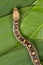 Bullsnake on leaves