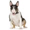 bullterrier