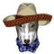 Bullterrier, dog. Sombrero mexican hat. Portrait of cartoon animal.