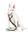 Bullterrier dog with a stethoscope on his neck.