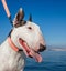 Bullterrier portrait