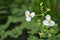 Bulltongue arrowhead flower, Sagittaria sp.